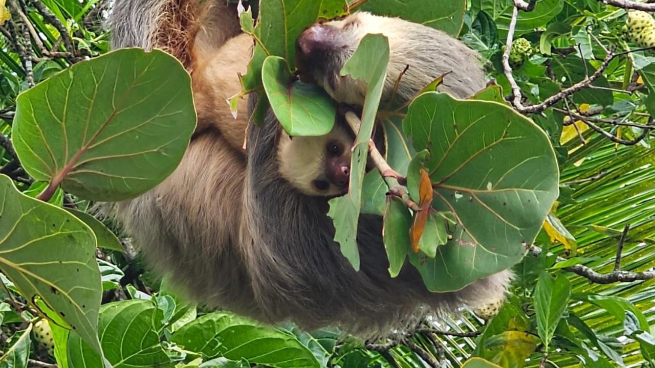 U Sule Villa Cahuita Bagian luar foto
