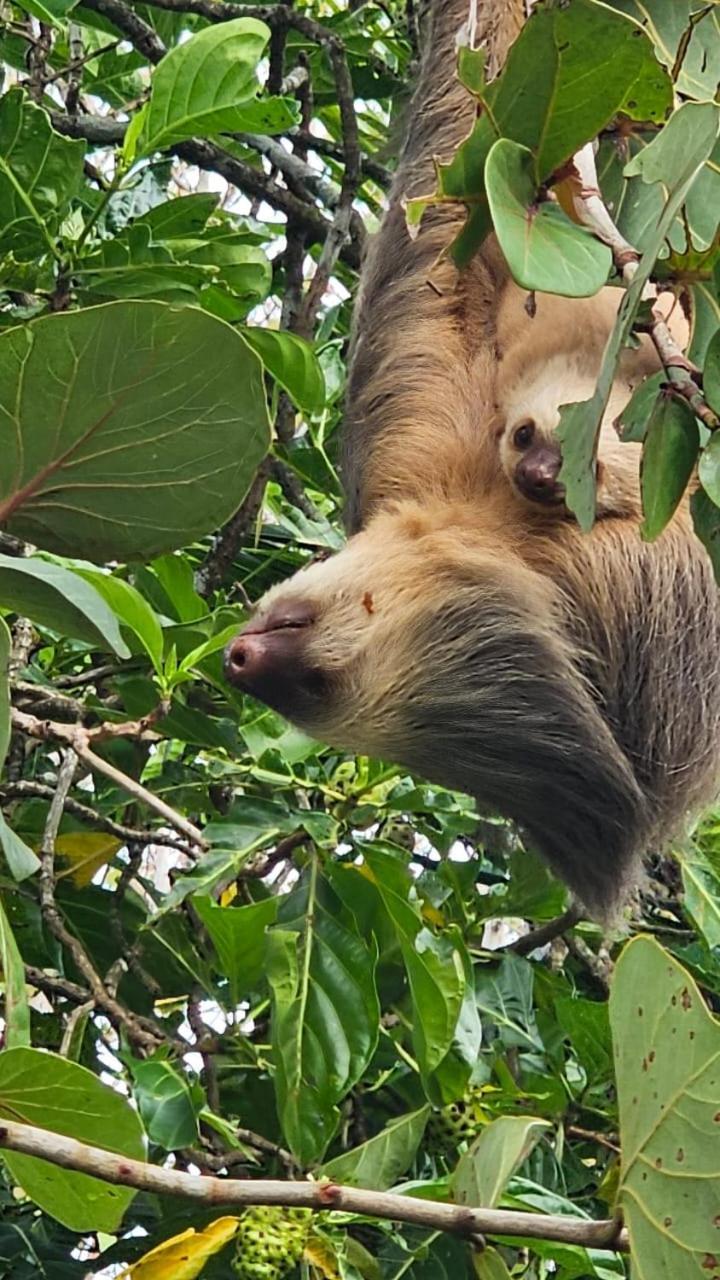 U Sule Villa Cahuita Bagian luar foto